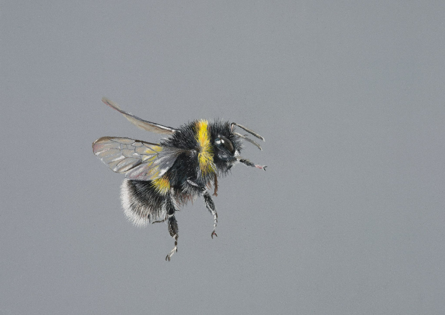 Bumblebee in Flight
