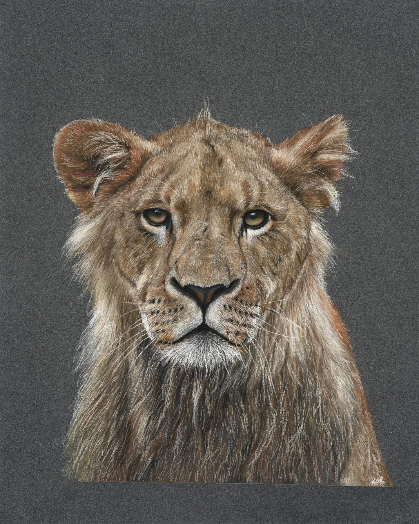 Lioness