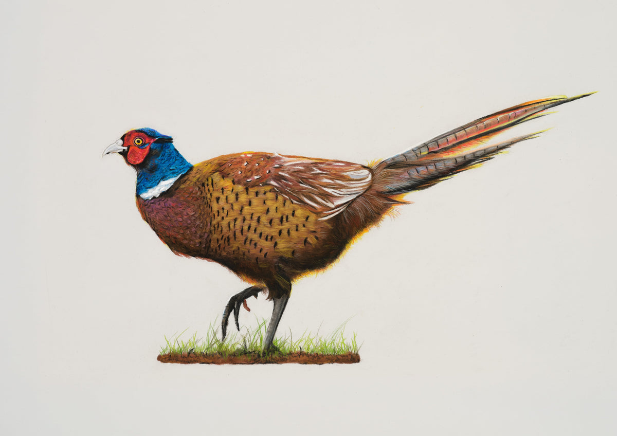 Maverick the Pheasant