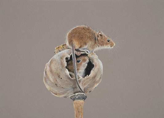 Henry and Henrietta the Harvest Mice