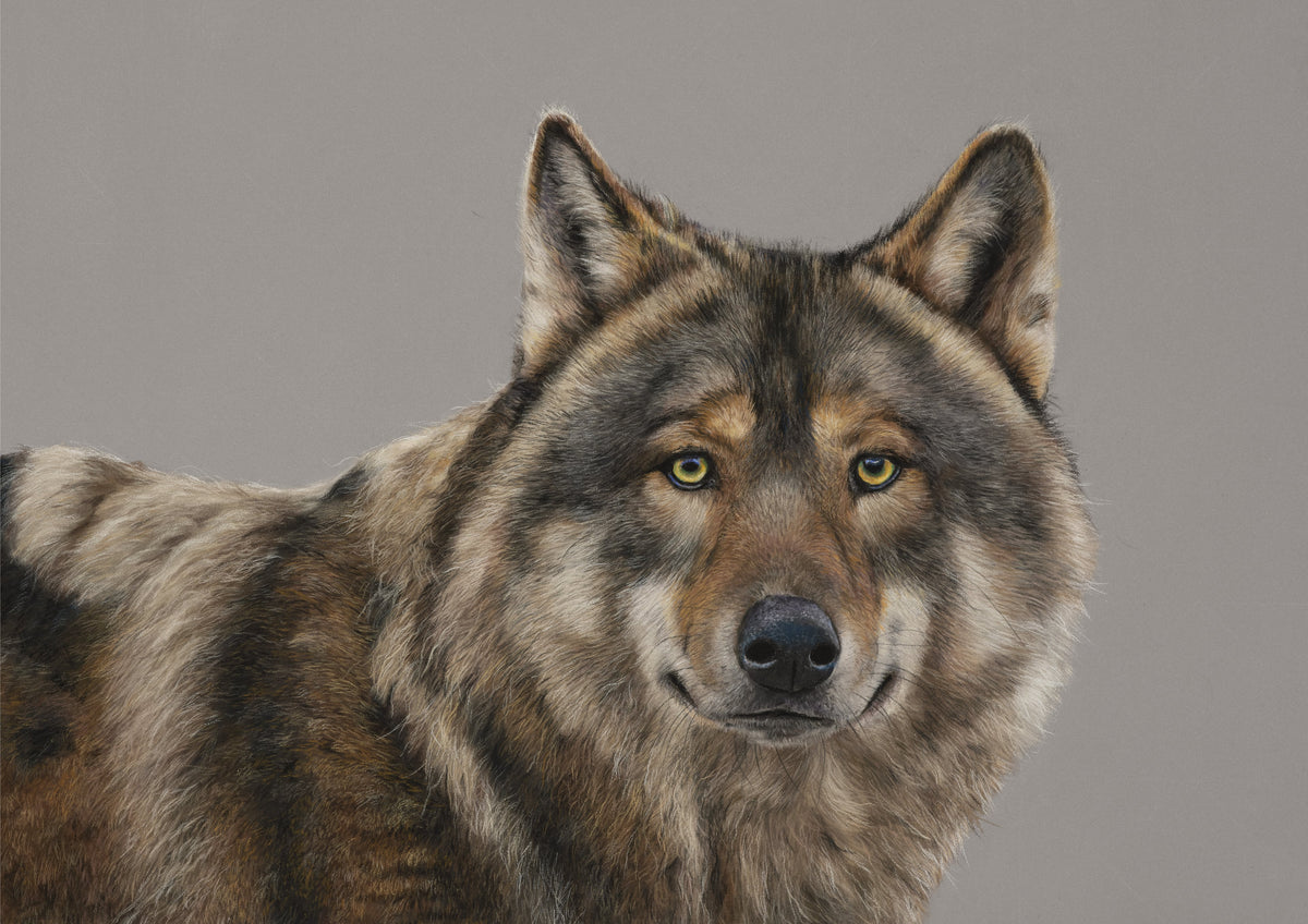 Storm the Grey Wolf
