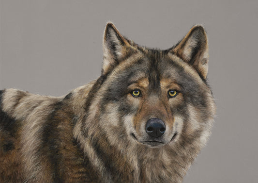 Storm the Grey Wolf