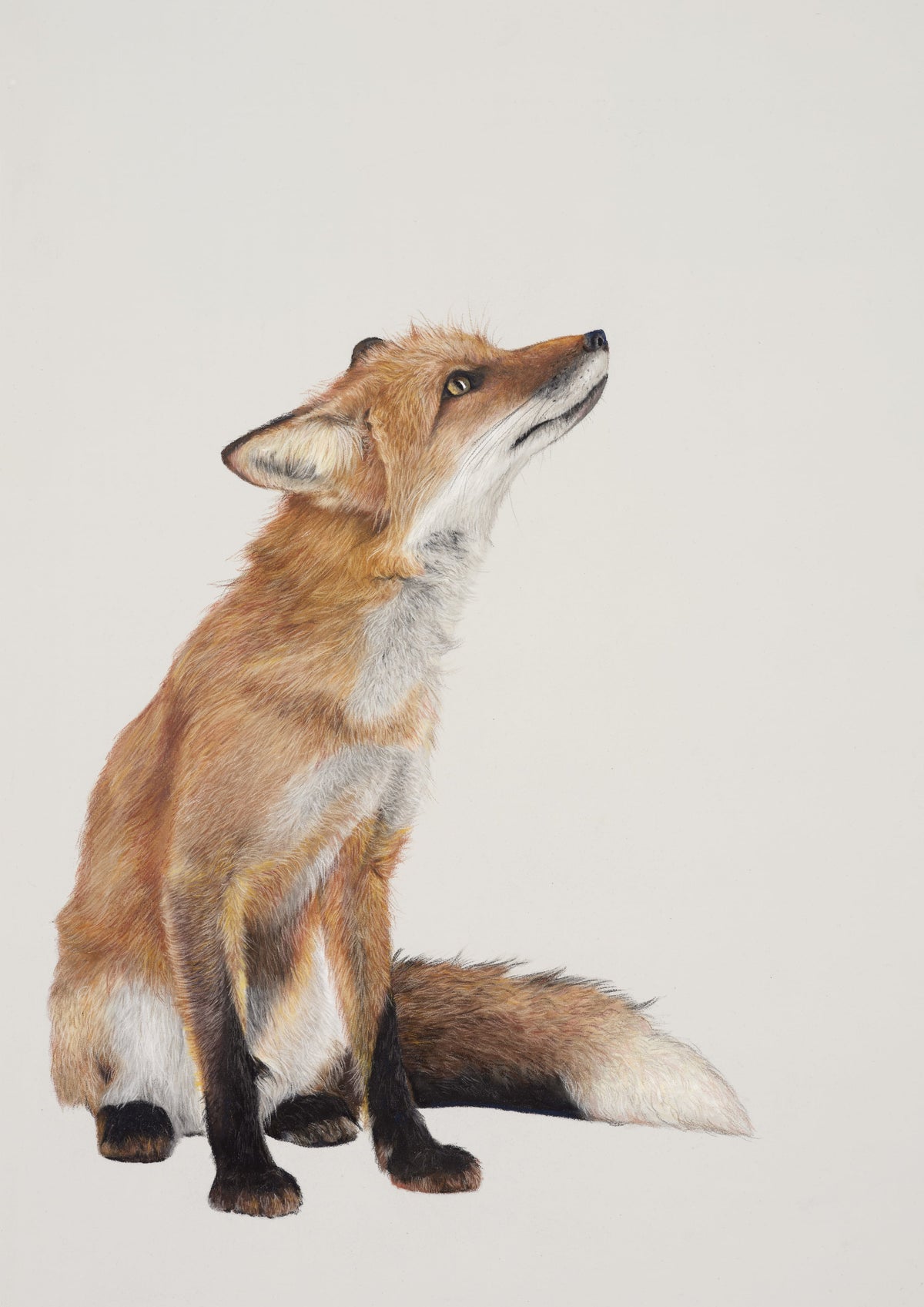 Scout the Fox