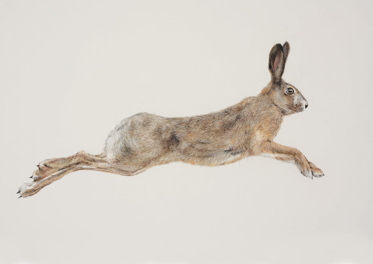 Willow the Hare