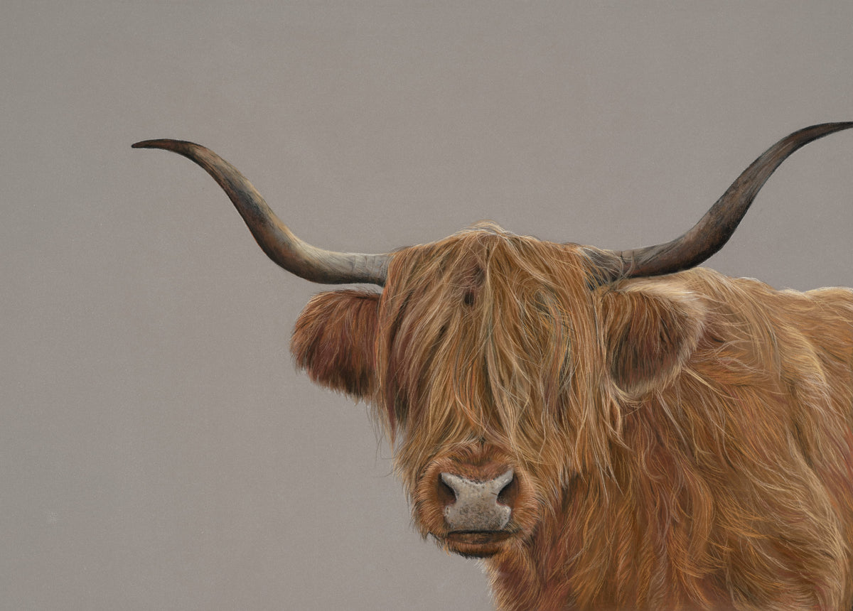 Hamish the highland Cow
