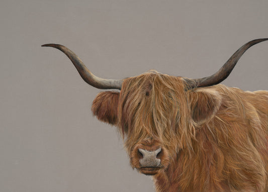 Hamish the highland Cow