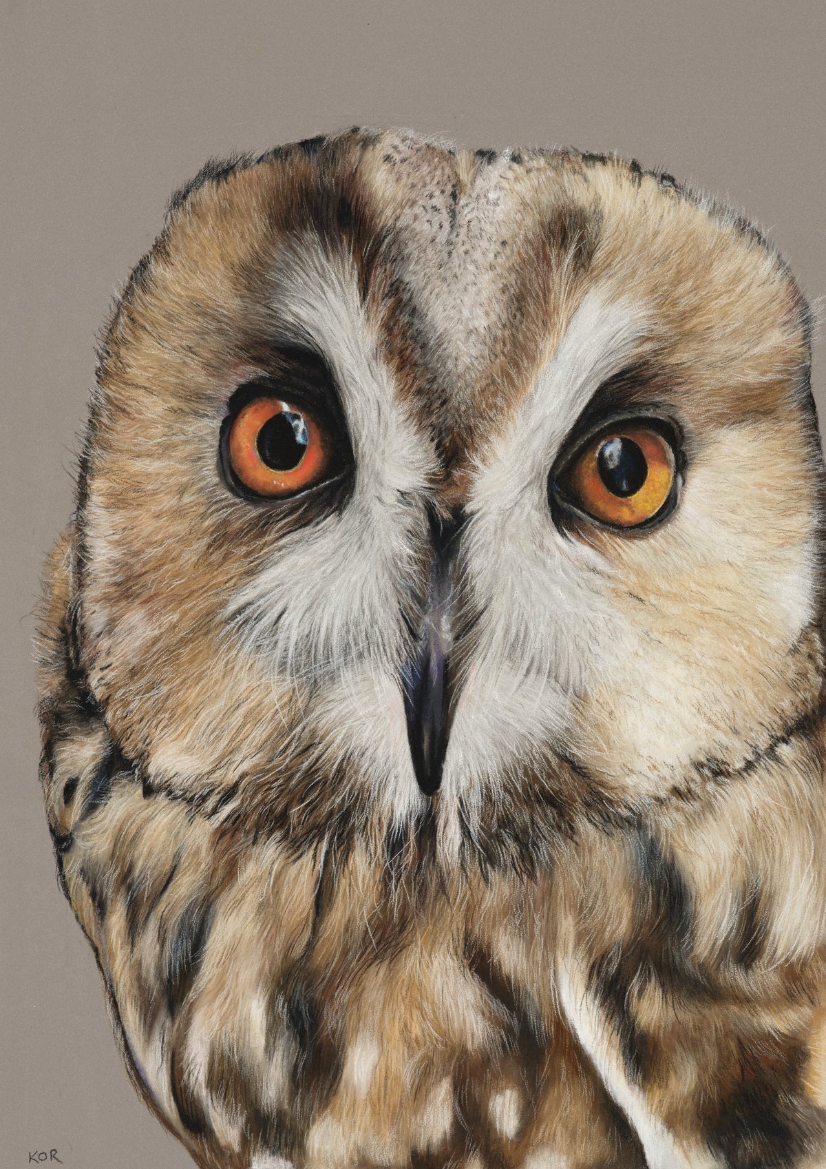 Little Owl