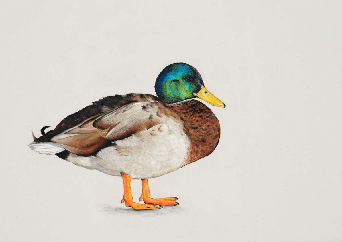 Sir Percival the Duck