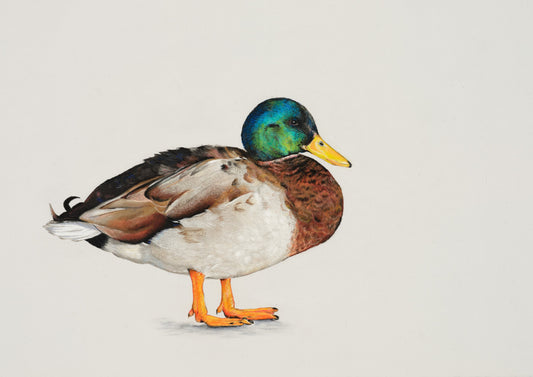 Sir Percival the Duck